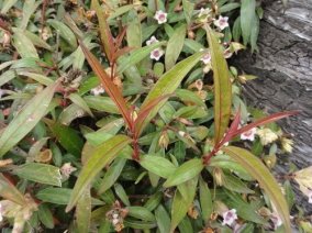 Растение Strobilanthes schomburghii