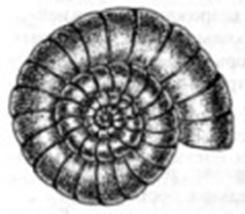 Описание: img10.jpg (6578 bytes)