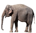 C:\Users\1\Downloads\математика открытое\pngtree-zebra-giraffe-and-elephant-africa-animals-isolated-photo-image_4166648.jpg