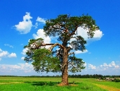 Чабишурская сосна, природа, Удмуртская Республика, Увинский район — Яндекс Карты