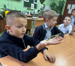 Натуральная наглядность