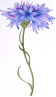 http://www.amandawilloughby.com/aaa-cornflower.gif
