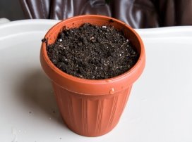 https://svoimi-rykami.ru/wp-content/uploads/2016/05/%D0%93%D0%BE%D1%80%D1%88%D0%BE%D0%BA-%D1%81-%D0%B3%D1%80%D1%83%D0%BD%D1%82%D0%BE%D0%BC.jpg