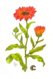 https://luisemaxeiner.de/wp-content/uploads/2015/04/grafik_ringelblume_calendulaofficinalis_001.jpg