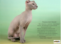 C:\Users\ЕЛЕНА\Pictures\Screenshots\Снимок экрана (227).png