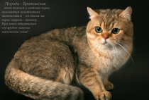 C:\Users\ЕЛЕНА\Pictures\Screenshots\Снимок экрана (226).png