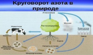 Круговорот азота в природе