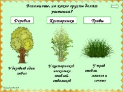 Группы растений