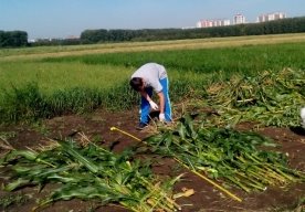 Научная практика обучающихся Станции юннатов на базе НИИ СФНЦА РАН