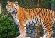 C:\Users\Рита\Desktop\Animals___Wild_cats__040549_29.jpg