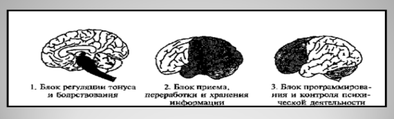 Структурно-функциональная модель интегративной работы мозга по А. Р. Лурия
