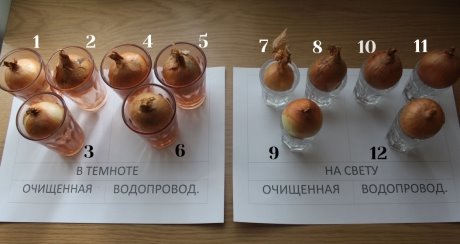 Лук_1_цифры