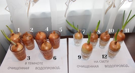 Лук_2_цифры