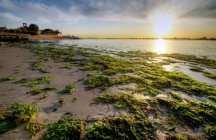 https://zenithtaciaibanez.files.wordpress.com/2013/05/green_algae_hd_widescreen_wallpapers_2560x1600.jpeg