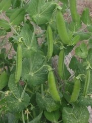 https://www.botanichka.ru/wp-content/uploads/2010/01/1_Pea.jpg