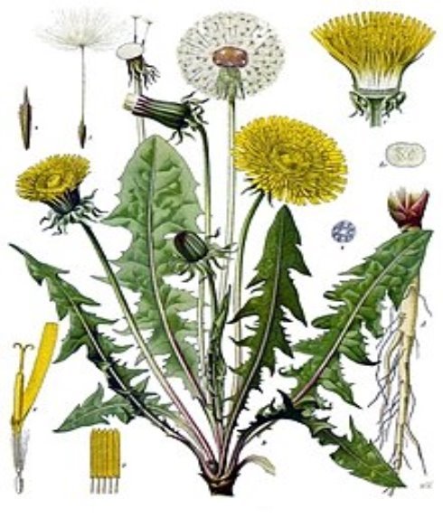 Описание: https://upload.wikimedia.org/wikipedia/commons/thumb/b/b2/Taraxacum_officinale_-_K%C3%B6hler%E2%80%93s_Medizinal-Pflanzen-135.jpg/220px-Taraxacum_officinale_-_K%C3%B6hler%E2%80%93s_Medizinal-Pflanzen-135.jpg