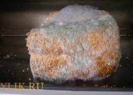 http://mirnasos.ru/fb2/images4/chtotakoegribparazitmukorplesenosobennos_DEC7DB8E.jpg