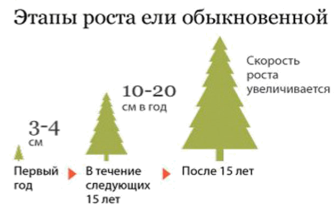 ель.jpg