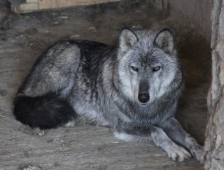 http://www.niasam.ru/21177_i_gallerybig.jpg