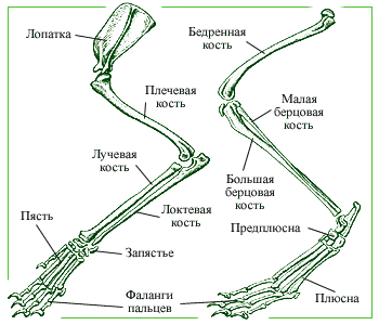 секлет лап.png