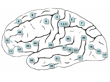 https://upload.wikimedia.org/wikipedia/commons/thumb/3/33/Gray726-Brodman.png/350px-Gray726-Brodman.png