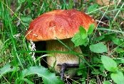 http://img-f.photosight.ru/8a6/5597160_xlarge.jpg