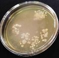 http://agrorus-news.ru/images/Laboratoriya-Rosselhoza/8b5d78d914de42d4b20a650451a32298.jpg