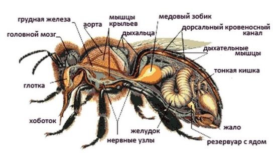 http://sitepchelavodstvo.ru/wp-content/uploads/2016/05/4422992311cb107039ce412e3c97d0bb.jpg