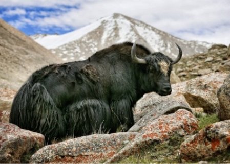 http://wildfrontier.ru/wp-content/uploads/2016/03/YAk6.jpg