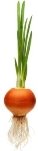 D:\лук\7264562-growing-onion-bulb-with-fresh-green-sprouts.jpg