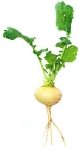 D:\лук\depositphotos_6540244-Turnip.jpg