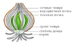 D:\лук\-7-6381.jpg