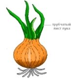 D:\лук\-7-6382.jpg