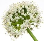 D:\лук\7834577-blooming-onion.jpg