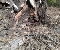 E:\подснежники\20180507_153832.jpg