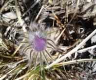 E:\подснежники\20180502_141504.jpg