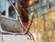 C:\Users\Галина\Desktop\Я - ИССЛЕДОВАТЕЛЬ\Денис БЕРЕЗА\фото березы\20180430_121424.jpg