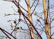 C:\Users\Галина\Desktop\Я - ИССЛЕДОВАТЕЛЬ\Денис БЕРЕЗА\фото березы\20180523_175031.jpg