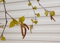 C:\Users\Галина\Desktop\Я - ИССЛЕДОВАТЕЛЬ\Денис БЕРЕЗА\фото березы\20180523_192046.jpg