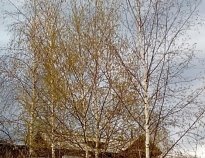 C:\Users\Галина\Desktop\Я - ИССЛЕДОВАТЕЛЬ\Денис БЕРЕЗА\фото березы\20180523_191726.jpg