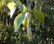 C:\Users\Галина\Desktop\Я - ИССЛЕДОВАТЕЛЬ\Денис БЕРЕЗА\фото березы\20180605_183635.jpg