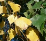 C:\Users\Галина\Desktop\Я - ИССЛЕДОВАТЕЛЬ\Денис БЕРЕЗА\фото березы\yellow-green-birch-leaves-725x544.jpg
