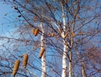C:\Users\Галина\Desktop\Я - ИССЛЕДОВАТЕЛЬ\Денис БЕРЕЗА\фото березы\20181006_131916.jpg