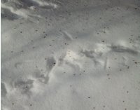 C:\Users\Галина\Desktop\Я - ИССЛЕДОВАТЕЛЬ\Денис БЕРЕЗА\фото березы\20180309_112021.jpg
