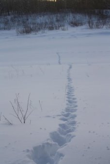 G:\ \фото следы\IMG_4803.JPG