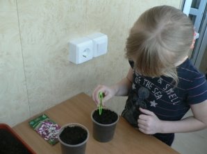 E:\Сетевой проект Малая Тимирязевка\фото\Посадка семян петунии дома 21.03\P1180371.JPG