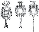 Рис. 192. Строение Artemia salina, живущей при разной солености воды