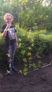 Растение фасоли в открытом грунте (31.05.2019 г.)