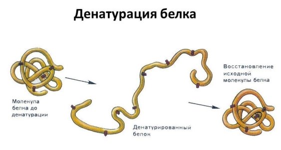 http://www.foodinside.com.ua/wp-content/uploads/2018/10/%D0%B4%D0%B5%D0%BD%D0%B0%D1%82%D1%83%D1%80%D0%B0%D1%86%D0%B8%D1%8F-%D0%B1%D0%B5%D0%BB%D0%BA%D0%B0.jpg