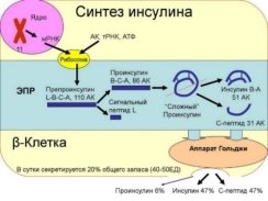 Синтез инсулина